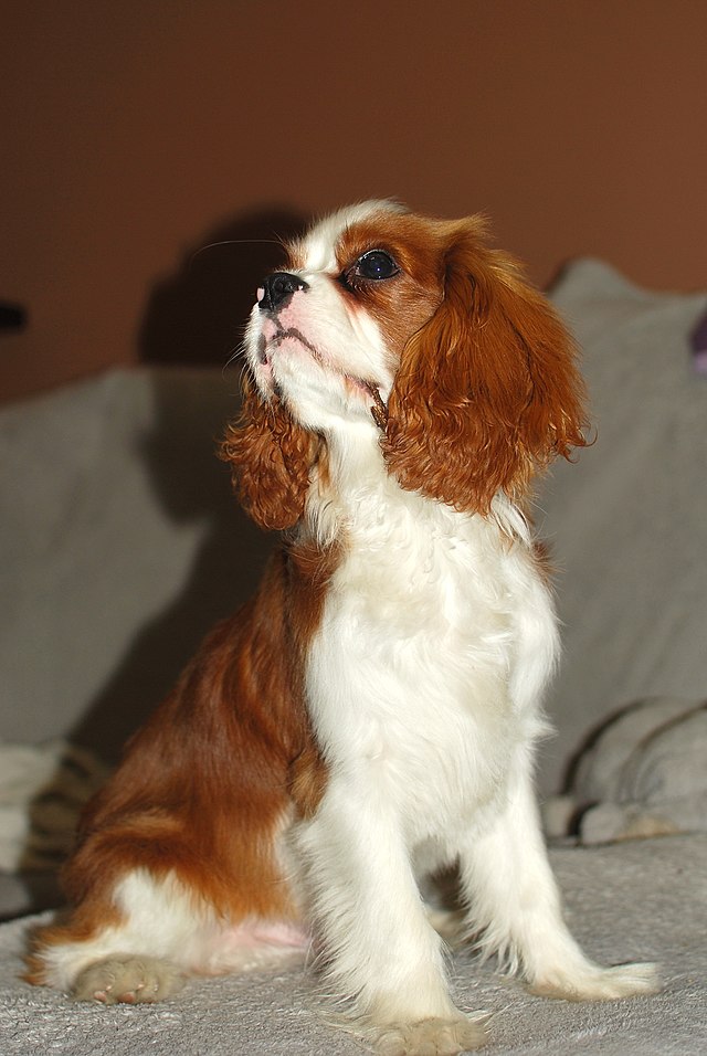 small dog breeds Cavalier King Charles Spaniel