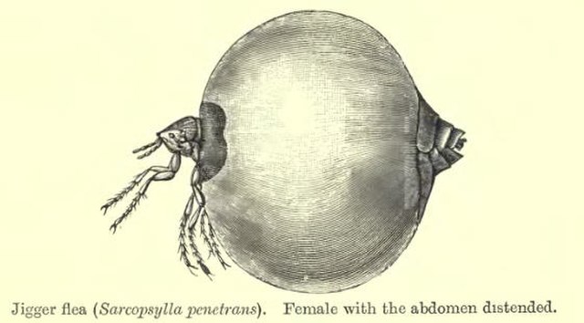 Chigoe or Jigger Flea