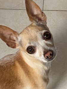 small dog breeds Chihuahua