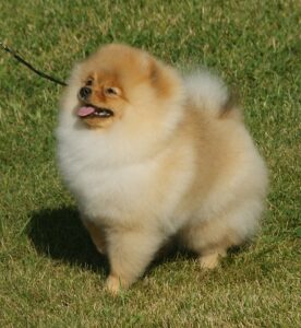 small dog breeds Pomeranian