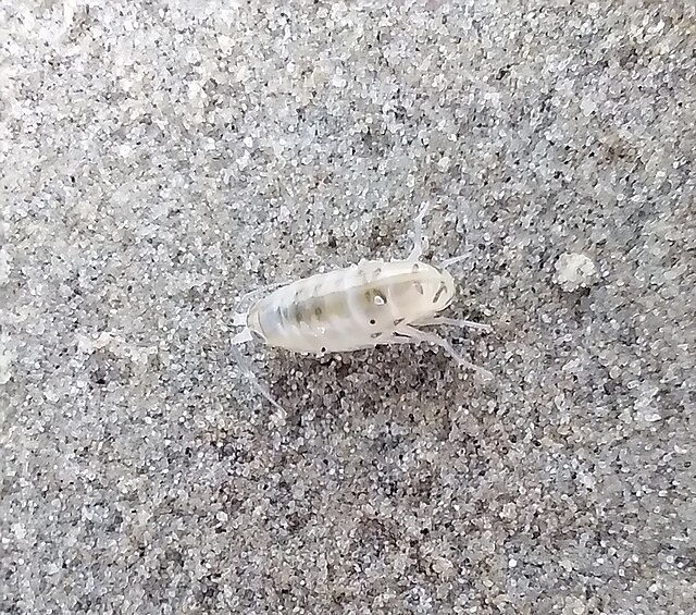 Sand Fleas