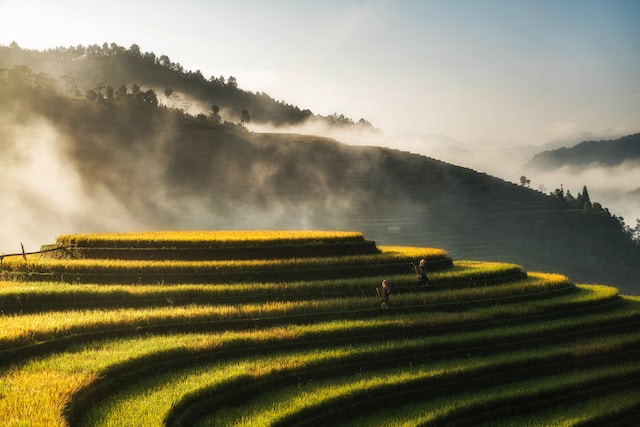 Terrace Farming