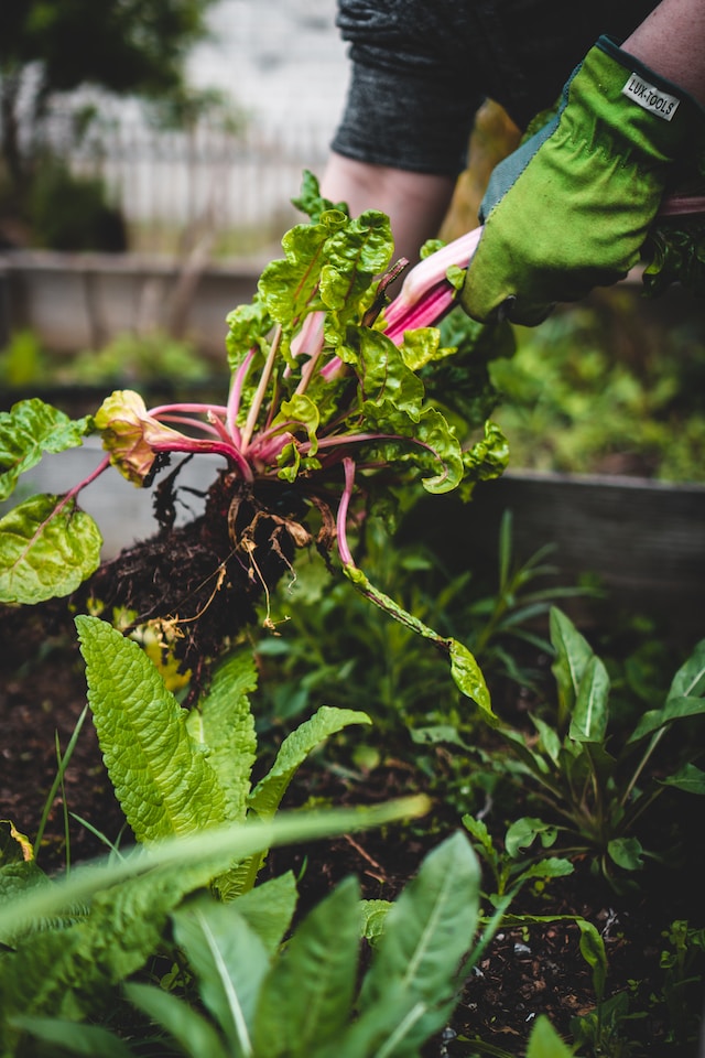 Subsistence farming