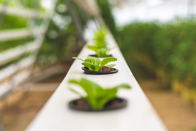 Hydroponic Farming Horizontal