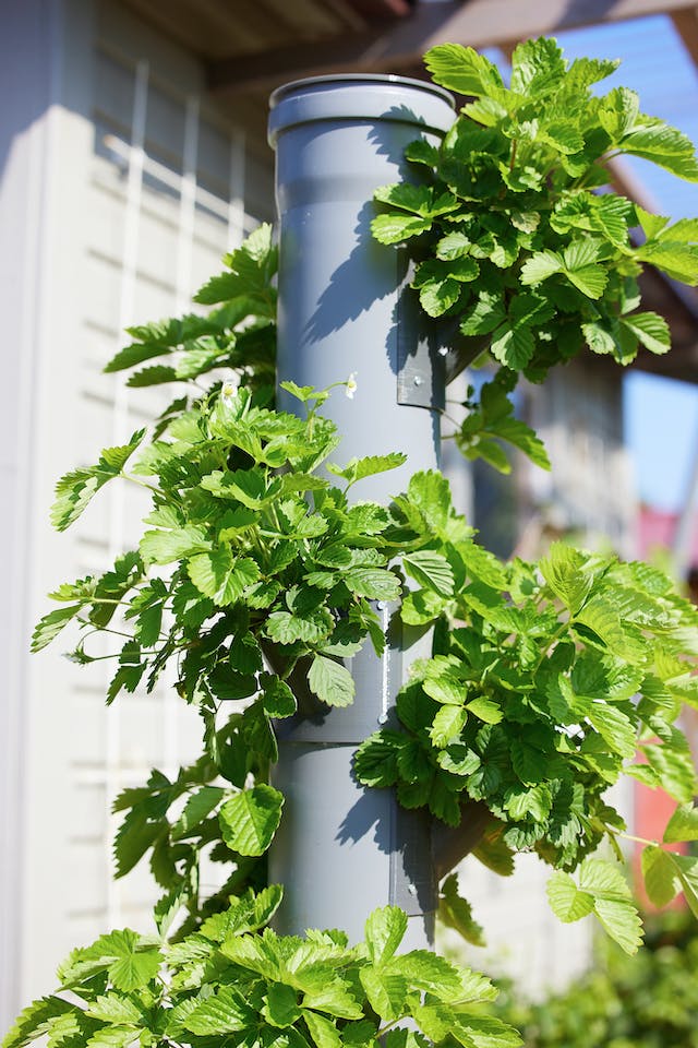 Hydroponic Farming Vertical