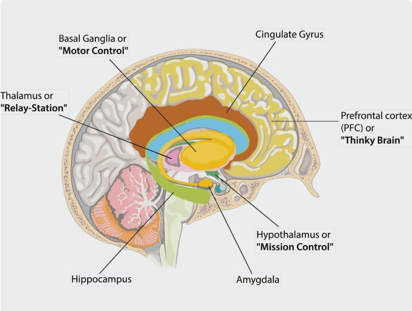 Decision Fatigue in High-Pressure Jobs